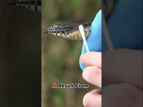 Georgia Woman’s ‘For the Love of Snakes’ Conservation Mission